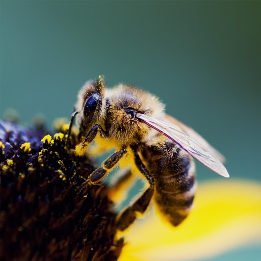 Beekeeping for Beginners-Tips and Video Tutorial icon