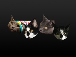 Love cats