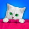 Everyone loves cats and this cool new game is devoted entirely to them