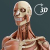 Human Visual Anatomy 3D