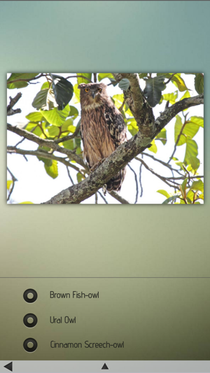 Owls Encyclopedia(圖3)-速報App