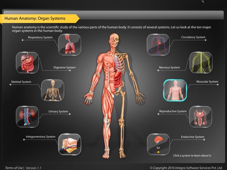 Human Anatomy Explorer - Muscular System