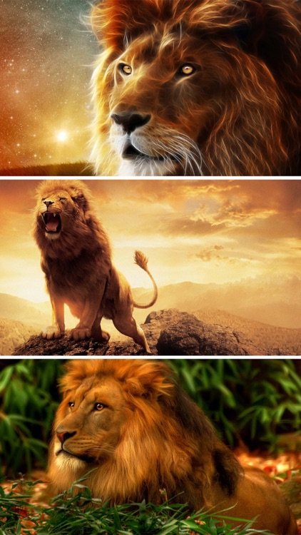 Lion Wallpapers HD - Great Lions Pictures Catalog screenshot-3