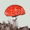Mushrooms & other Fungi UK - A Guide From iSpiny