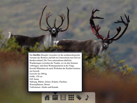 Wildtiere Kanada/Alaska screenshot 4