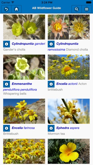 Anza-Borrego Wildflower Guide(圖1)-速報App