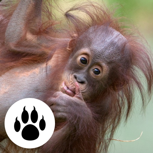 Forest & Jungle Animals Puzzle - Logic Game Free iOS App
