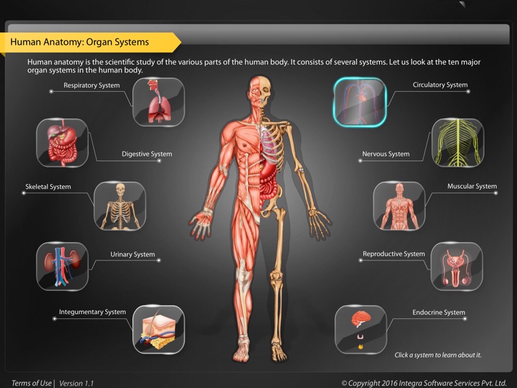 Human Anatomy Explorer - Circulatory System