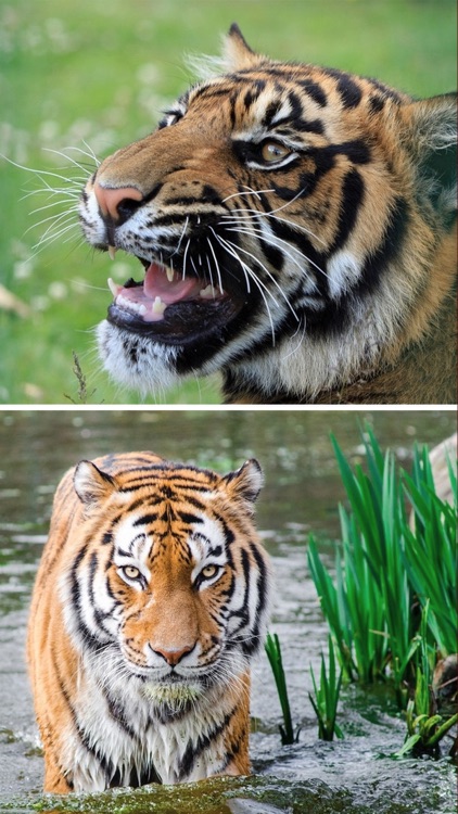 Tiger Wallpapers HD, Black & White Asian Tigers by PRAKRUT MEHTA