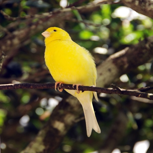 Canary Birds - High Quality Sounds for Bird Watching icon