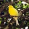 The yellow canary is typically 13 cm in length