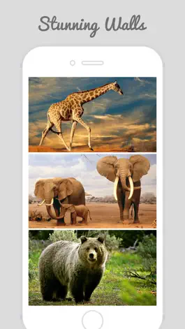 Game screenshot HD Wild Animal Wallpapers mod apk