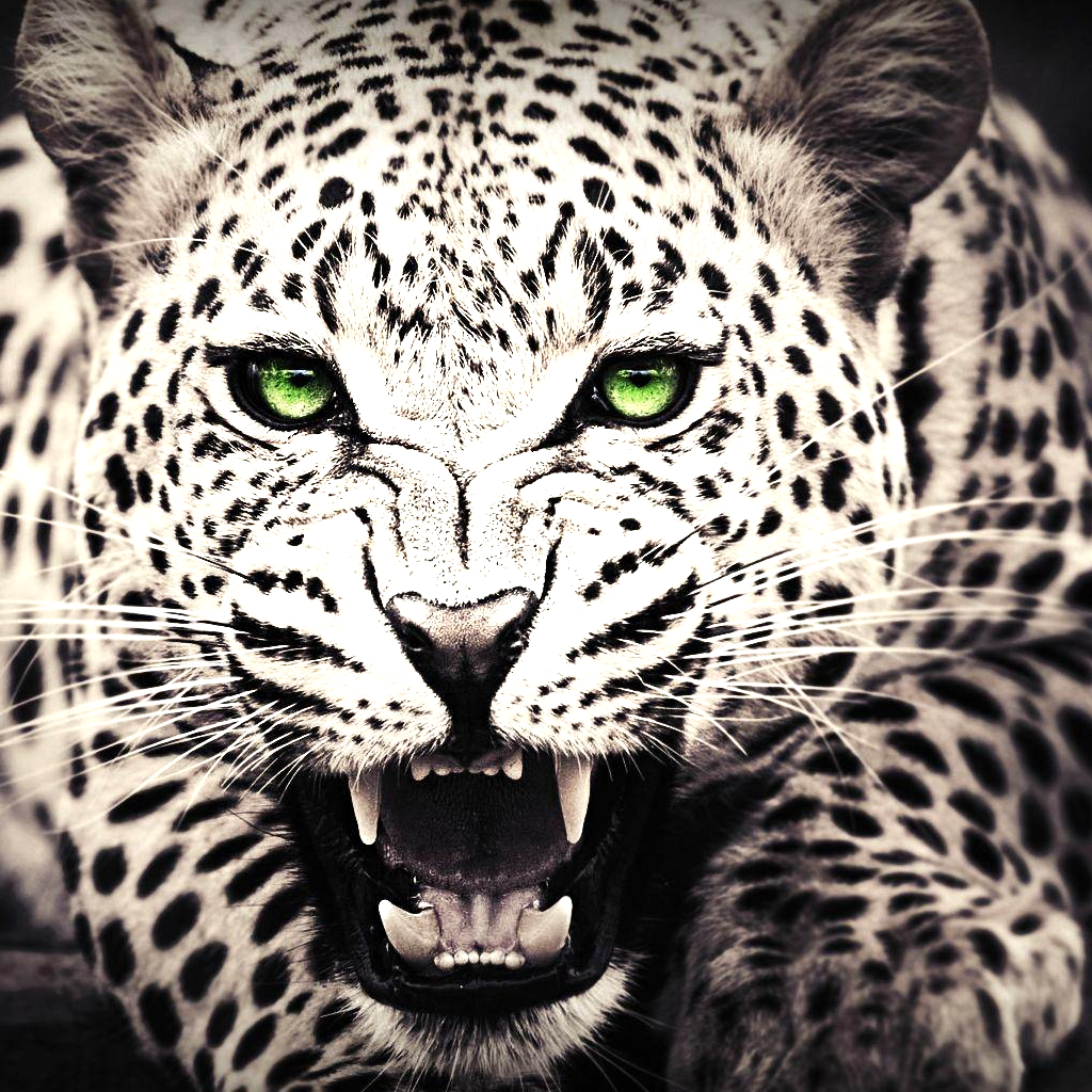 Get Animal Wallpapers & Backgrounds for iOS, iPhone, iPad Aso Report