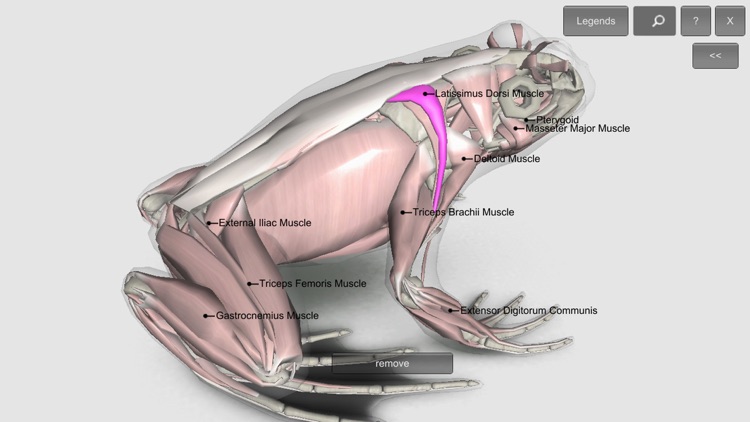 3D Frog Anatomy