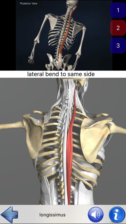 Visual Anatomy