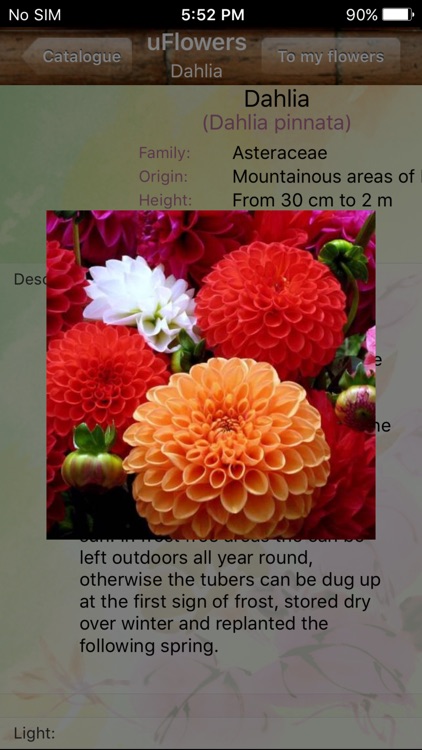 uFlowers