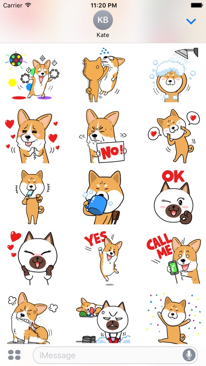 웰시코기 이광복 씨와 친구들(Welshcorgi Mr.LEE & Friends)