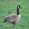 Goose Sound Effects