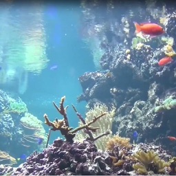 Reef Aquarium 2D/3D free
