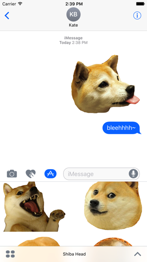 Shiba Dog's Head