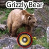 Real Grizzly Bear Hunting Calls & Sounds