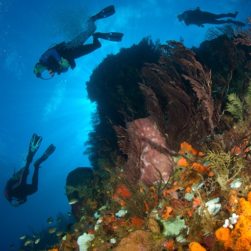 Pearls of the Caribbean