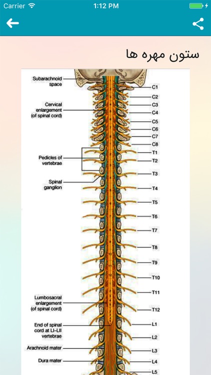 آشنایی با آسیب نخاعی screenshot-3