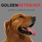 Real Golden Retriever sounds app provides you Golden Retriever barking sounds for Golden Retrievers and dog sounds at your fingertips