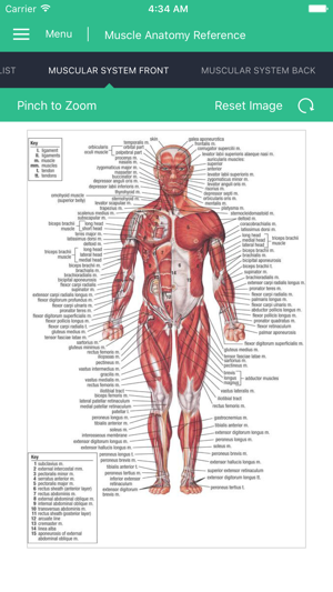 Muscle Anatomy Reference Guide(圖1)-速報App