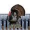 17 high quality Turkey Calls with powerful sound mixer