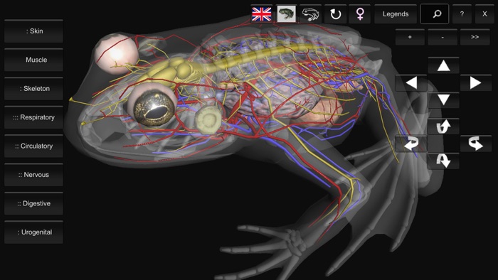 3D Frog Anatomy
