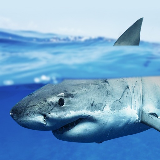 Expedition White Shark