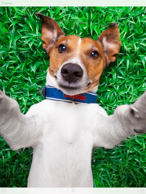 Mac windows download