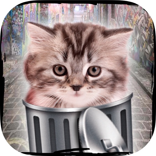 Hello cute cats – Kittens in the world & cat game icon