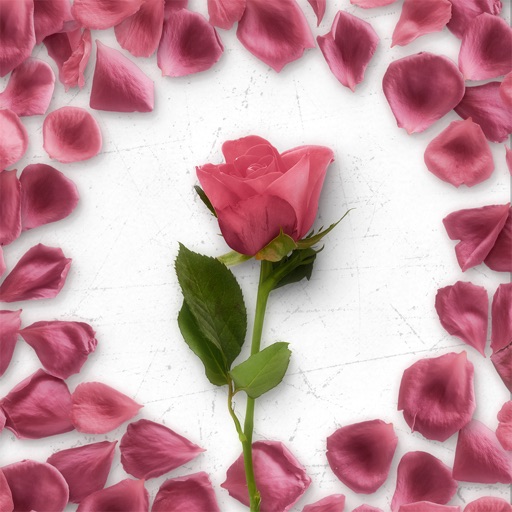 Flower Greetings Pink Roses icon