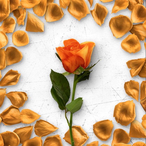 Flower Greetings Orange Roses icon