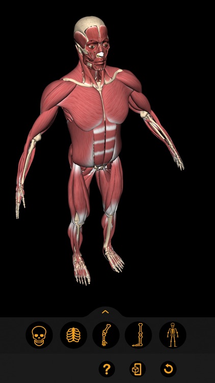 Anatomia Fácil na Palma da Mão screenshot-3