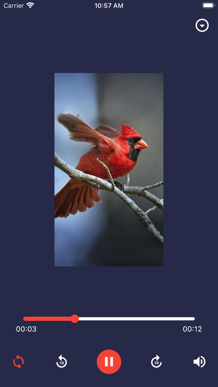 Bird Call Bird Sounds Effects