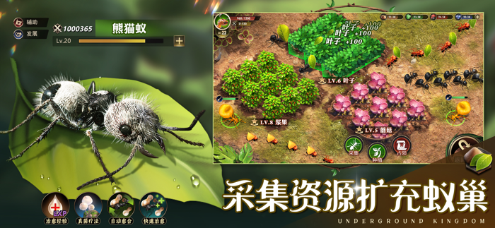 小小蚁国真实蚂蚁世界