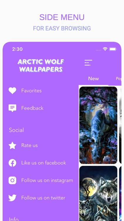 arctic wolf wallpaper