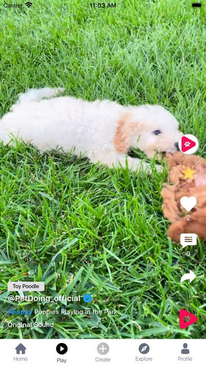 PetDoing screenshot-3