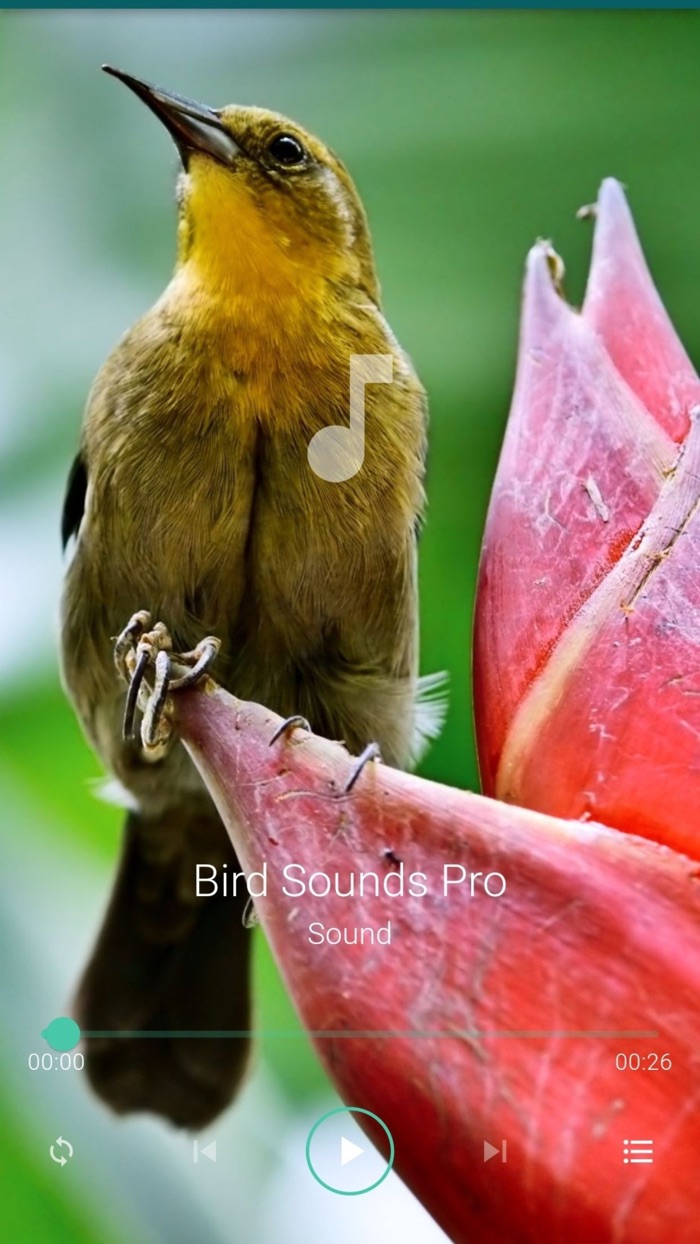 Bird Sounds Pro Plus