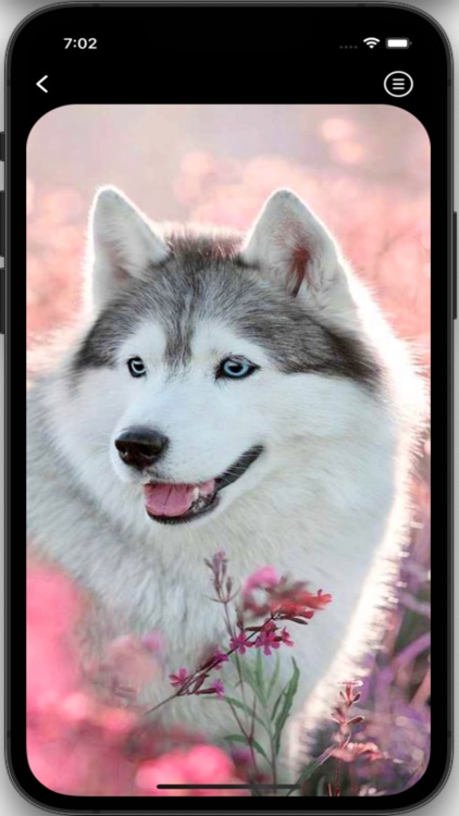 Husky Wallpapers HD Pro screenshot-3