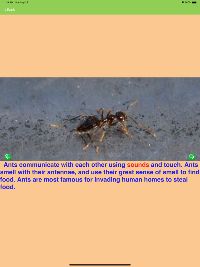 Letter of the Week Lite