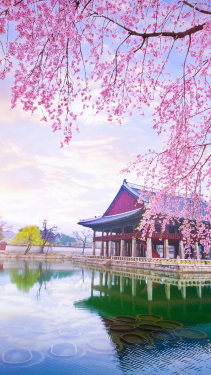 Seoul Backgrounds screenshot-8