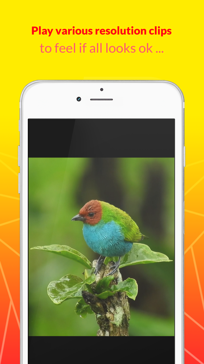 Phone Hardware Feel  Testing