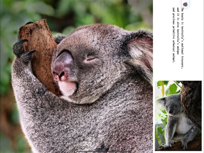 Super cute koala show