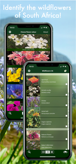 Wildflowers of South Africa(圖2)-速報App