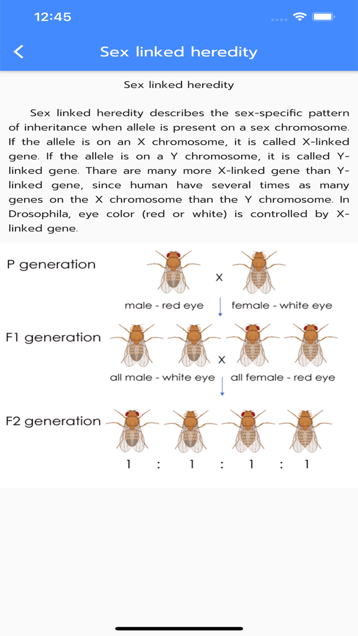 Drosophila X