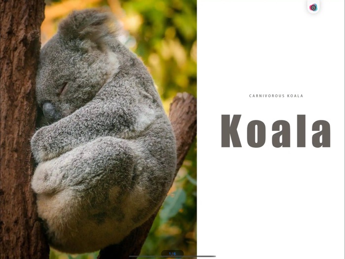 Super cute koala show